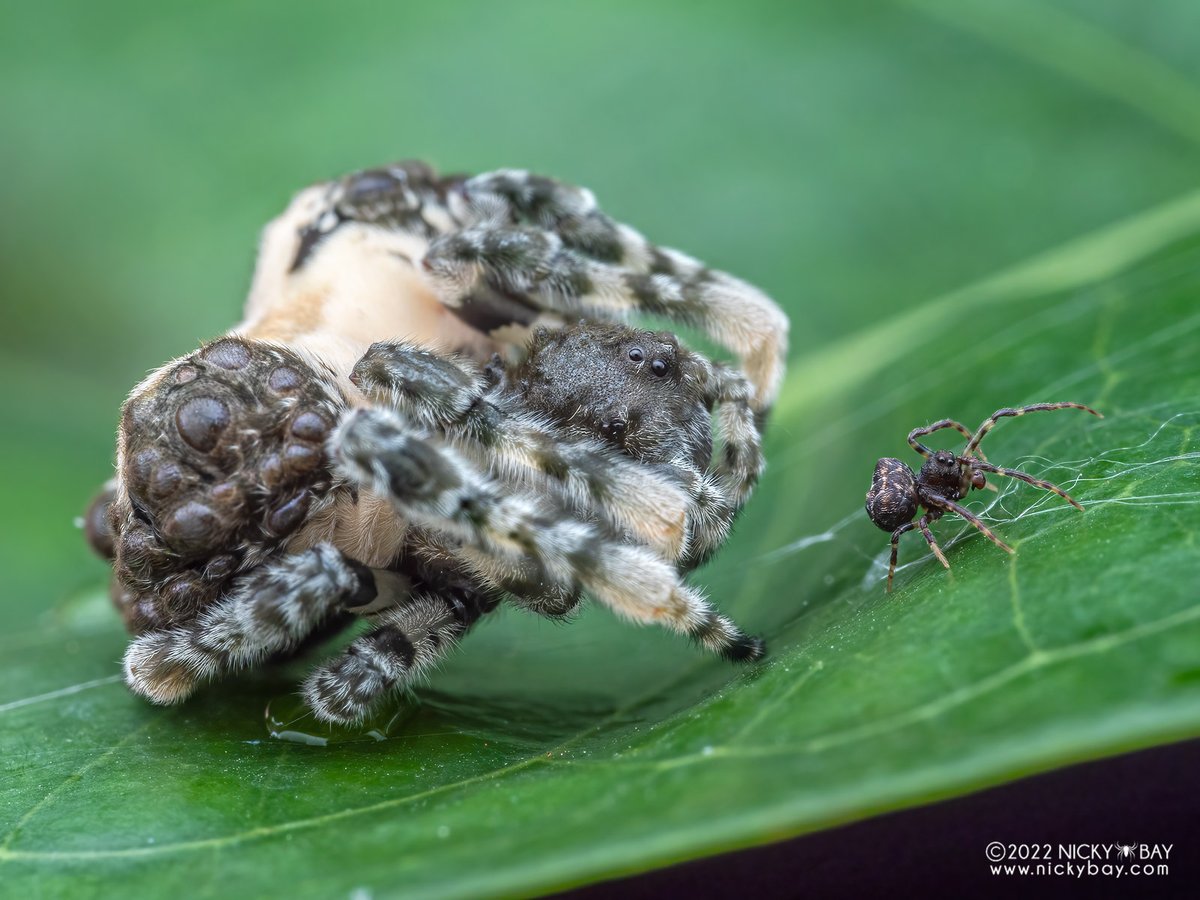 singaporemacro's tweet photo. When your gf is a little bit bigger sized than you!

Ordgarius sp. Probably new to science. These are also known as Bolas Spiders. They prey on moths by swinging a ball of glue at the tip of a strand of silk at the moth after releasing pheromones to attract them. https://t.co/urPX8NfExA
