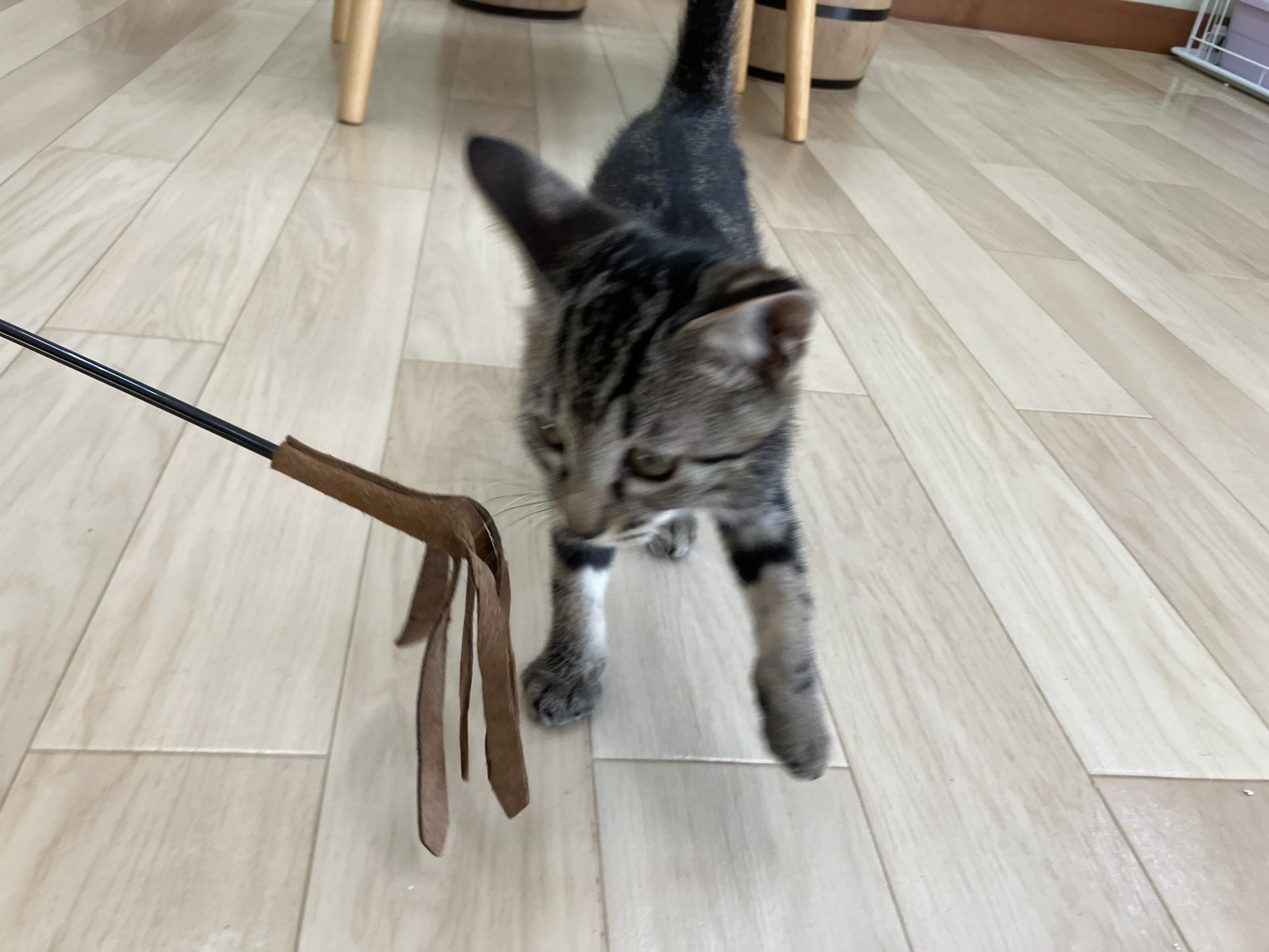 保護猫カフェtormenta Neko Tormenta Twitter