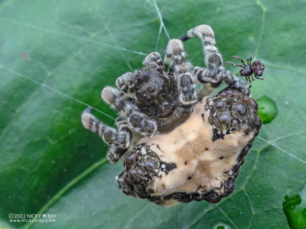 singaporemacro's tweet photo. When your gf is a little bit bigger sized than you!

Ordgarius sp. Probably new to science. These are also known as Bolas Spiders. They prey on moths by swinging a ball of glue at the tip of a strand of silk at the moth after releasing pheromones to attract them. https://t.co/urPX8NfExA