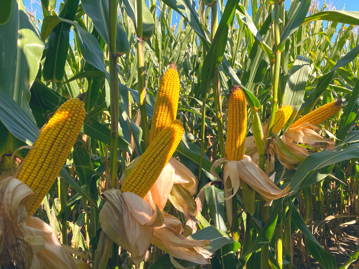 zak_garver's tweet image. DKC107-33 is a NEW 107 day Smart Stax Pro hybrid featuring RNAi technology

showing why it deserves a shot on your fields with heavy CRW pressure! 

#Bayerup #SSPro #RNAi