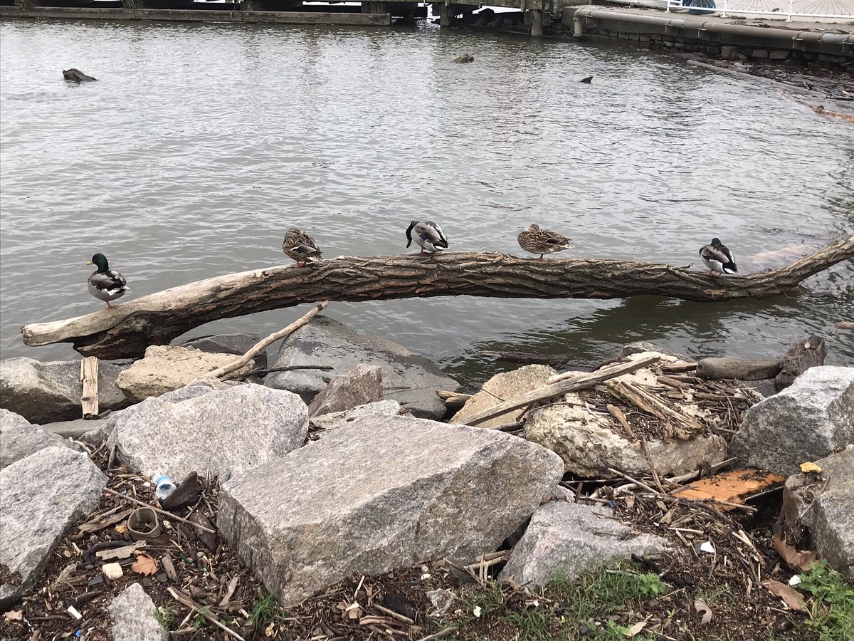 Patterns everywhere! Can you name this pattern of ducks I found on my walk today?!