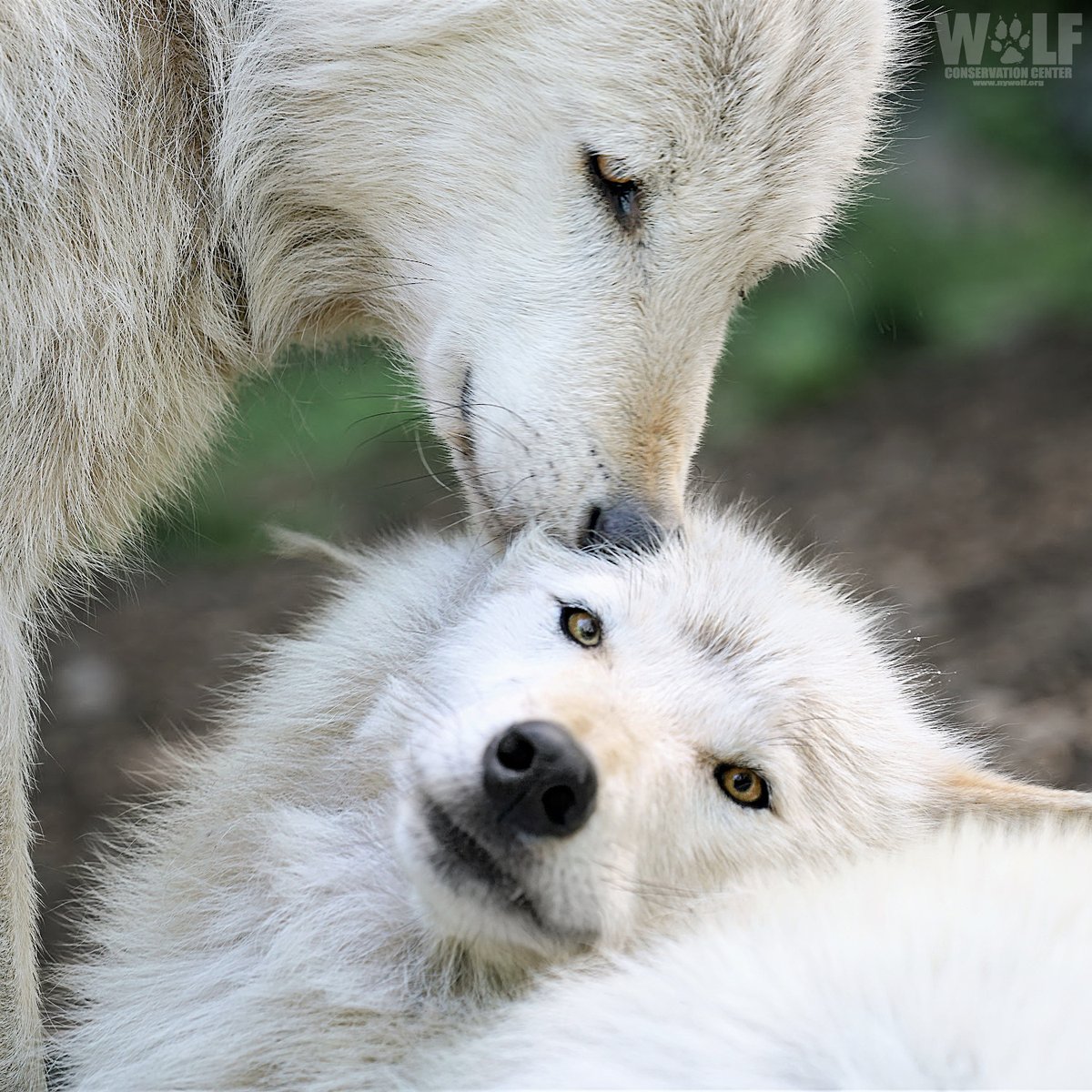 A reminder from wolves: 
Love is what really matters 🐺