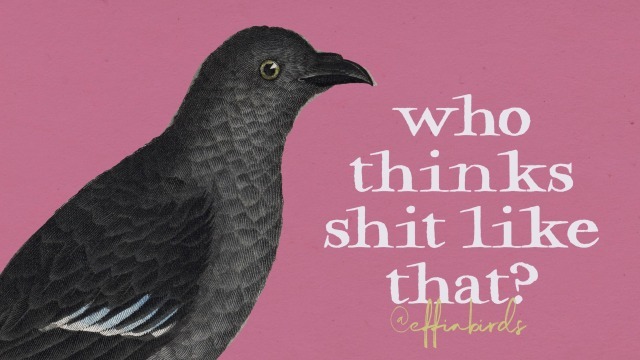 Effin' Birds tweet media