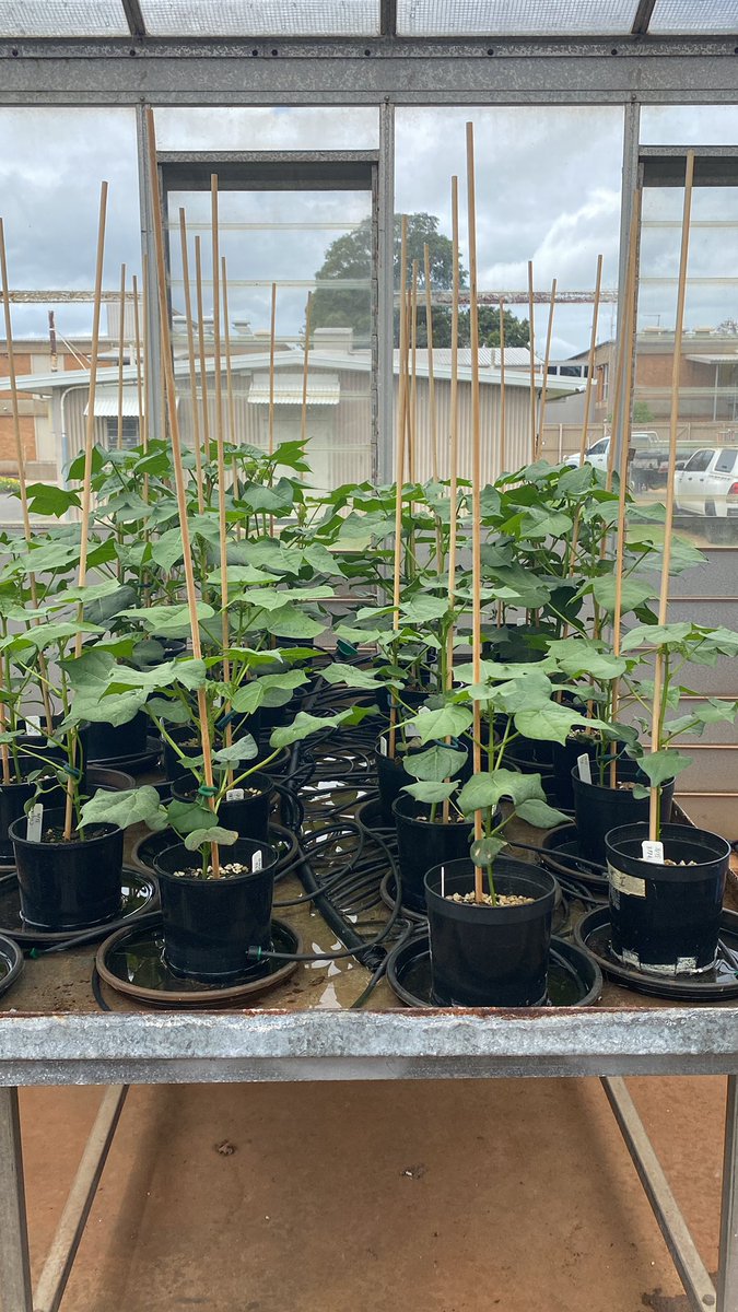 The flower waiting game…. Only a few more weeks to go till experiments can begin 🤞🏼🤞🏼 <a href="/CottonResearch/">CRDC</a> @DAFQld <a href="/UQBiology/">UQ Biology Programs</a> 🐛