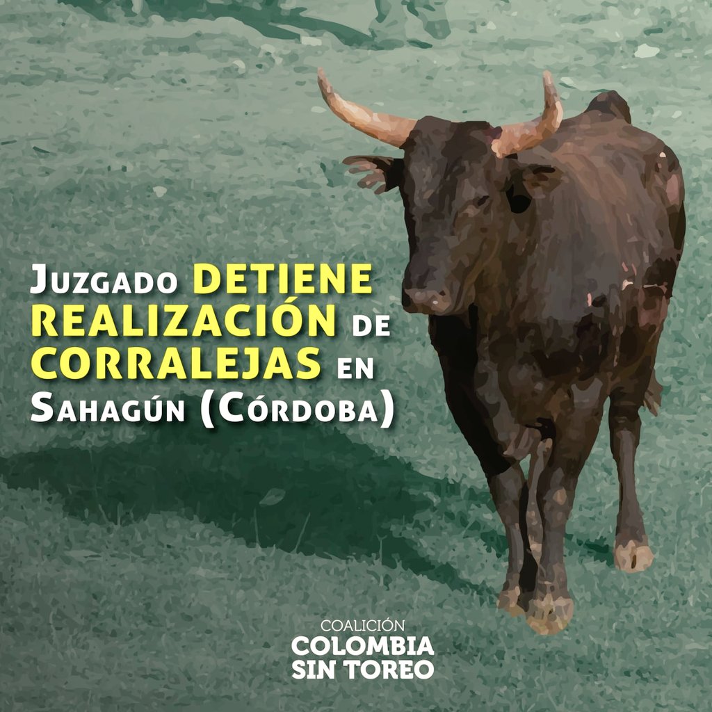 EspSinAnimales's tweet photo. ¡Victoria para los animales!
#Córdoba - Gracias a tutela interpuesta por activistas de Sahagún, juez ordenó a @AlcaldiaSahagun detener la realización de violentas corralejas en el municipio.
¡Queremos una #ColombiaSinToreo y sin #Corralejas!
🐎🇨🇴🐂
👉https://t.co/4VI6boZotb https://t.co/hLiNH6tkQv