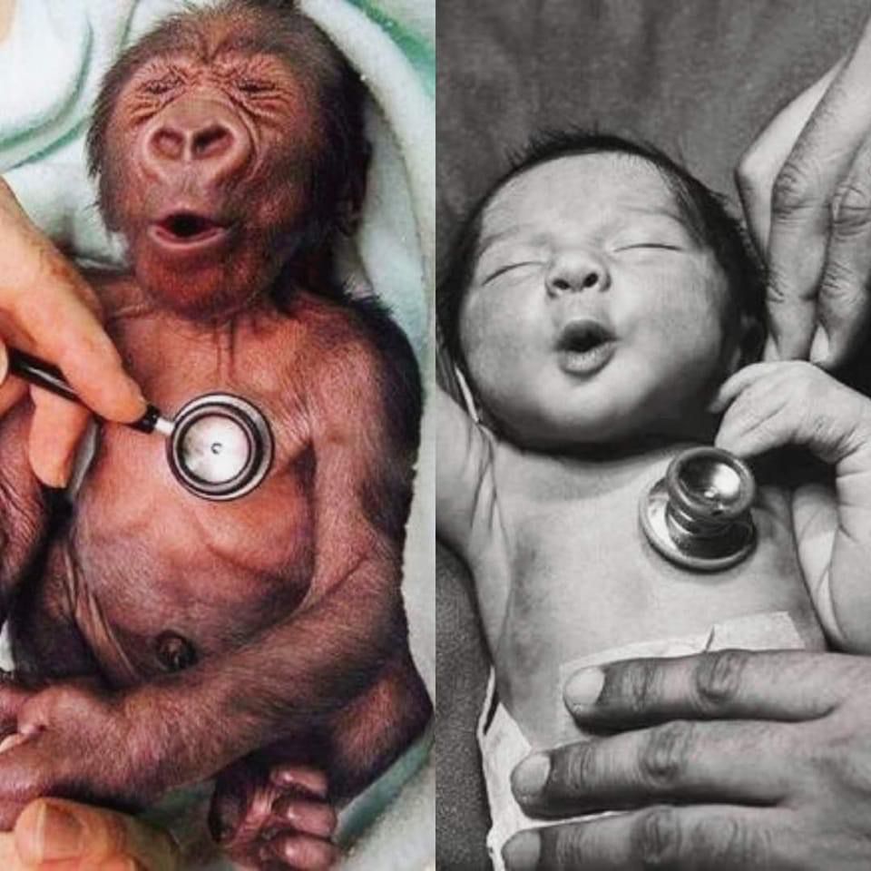 Un bebé gorila y un bebé humano reaccionando a un estetoscopio frío.