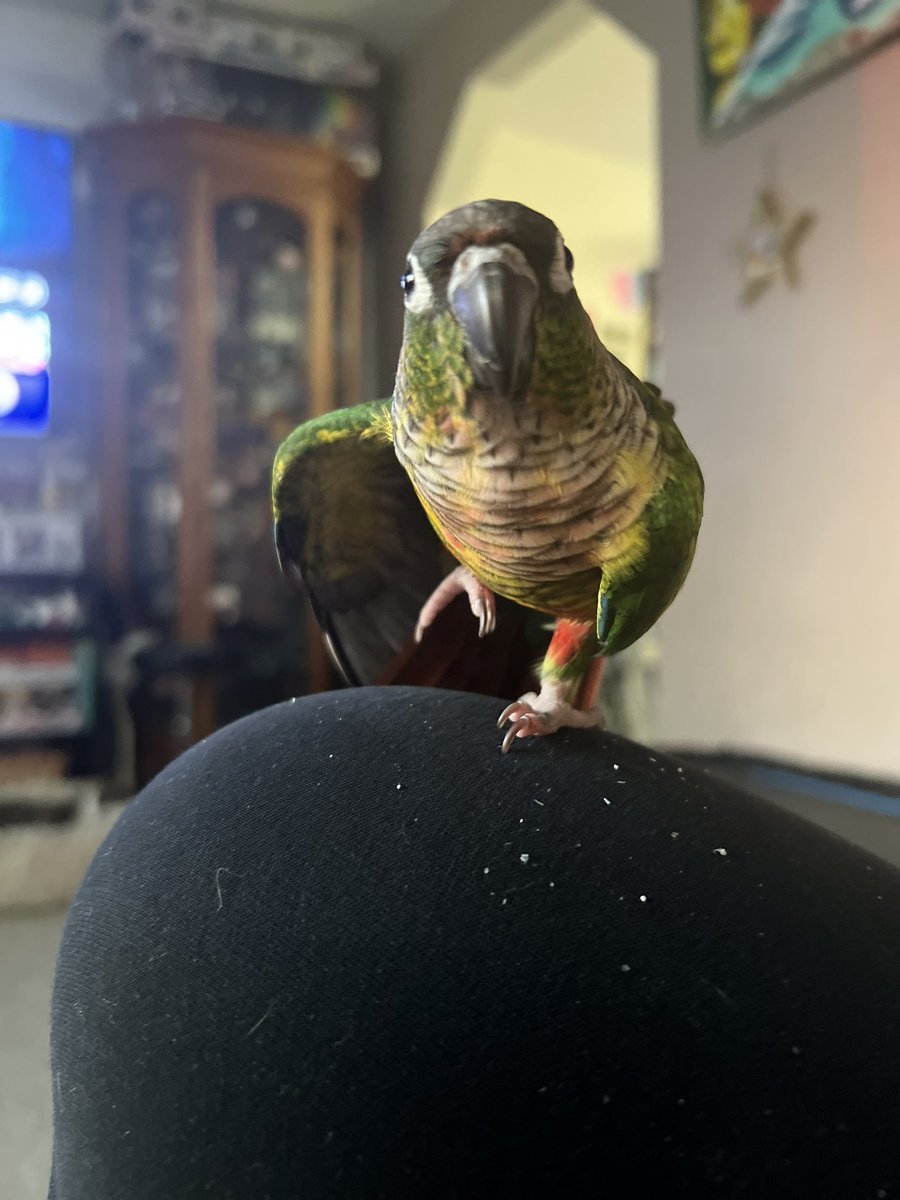 agirlopinions's tweet photo. #peekatboo #popcorn #snugglez #cute Boo is such a joy https://t.co/vgmGSwLikZ