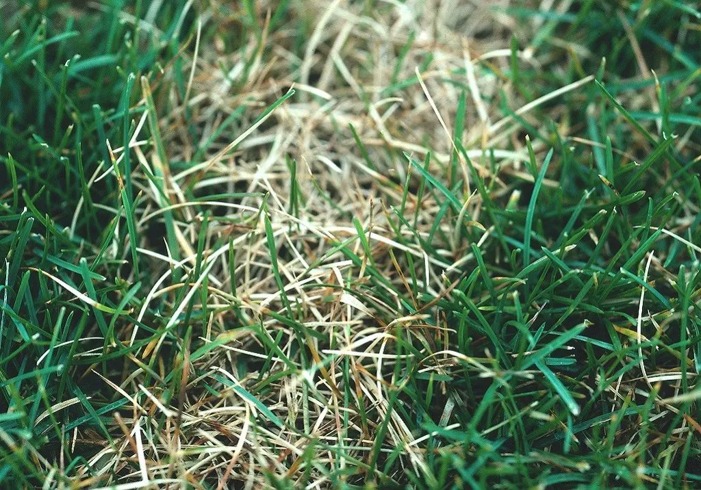 SyngentaTurfUAE's tweet photo. Sclerotinia homoeocarpa / Dollar Spot
Caused by : low nitrogen fertility and low soil moisture
Result : kills the entire grass plant, often requiring reseeding
Next steps : Reseeding.
Or #BannerMaxx
https://t.co/oireK6kb5i https://t.co/NfEkRaUFgM