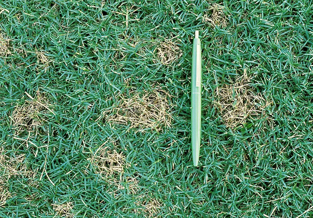 SyngentaTurfUAE's tweet photo. Sclerotinia homoeocarpa / Dollar Spot
Caused by : low nitrogen fertility and low soil moisture
Result : kills the entire grass plant, often requiring reseeding
Next steps : Reseeding.
Or #BannerMaxx
https://t.co/oireK6kb5i https://t.co/NfEkRaUFgM