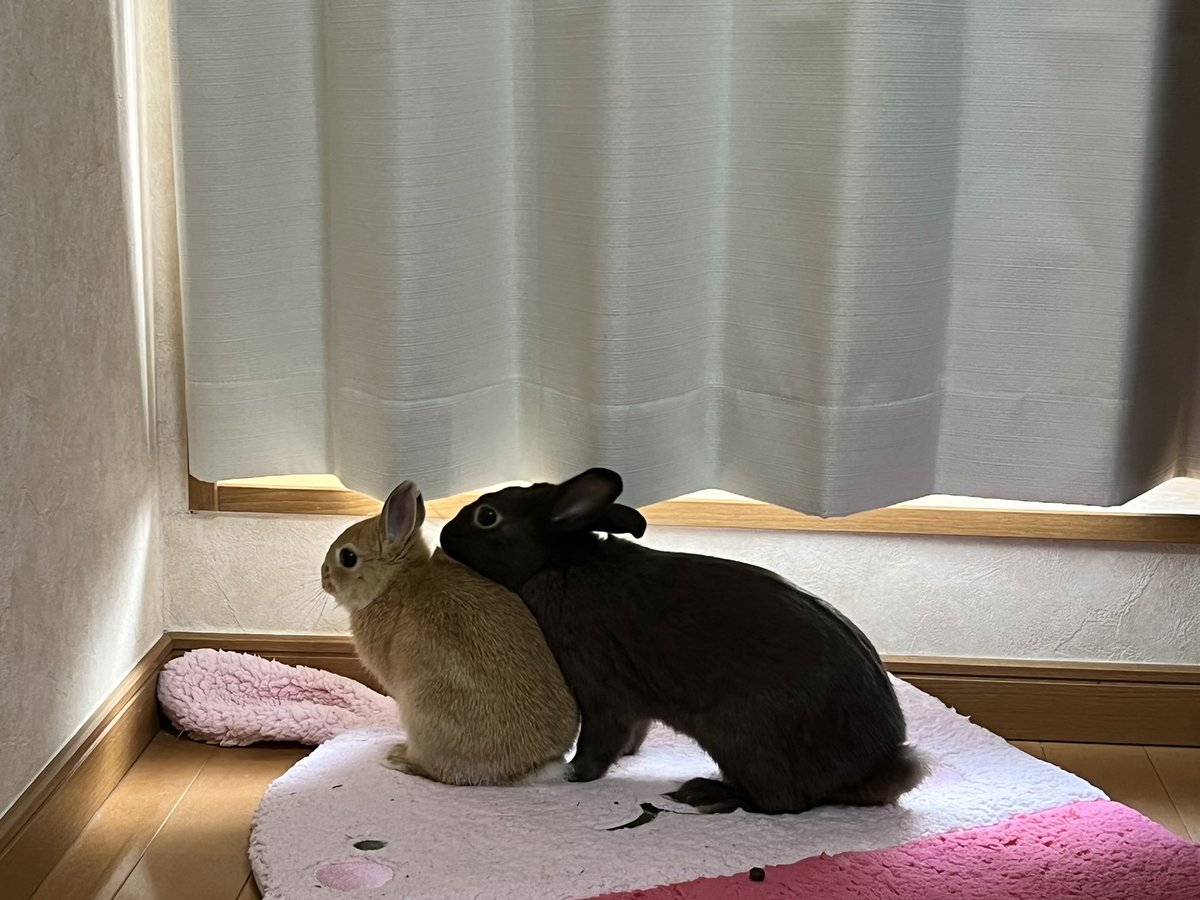 Rider43071041's tweet photo. しばらくこの体勢でジッとしてた
🐇はよ写真撮れ🐇
さて、今日も張り切って教習所生活
#バイク好きな人と繋がりたい 
#ウサギ 
#rabbit 
#教習所 https://t.co/WgmZv4LReX