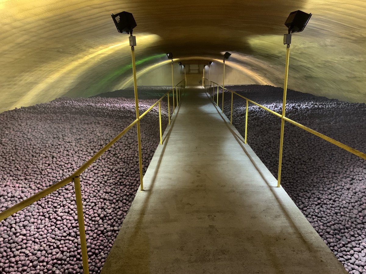 bspete58's tweet photo. Take your pick. Norlands or Sangre#APGI #2022potatoharvest#almostdone https://t.co/NMVZC7DIvR