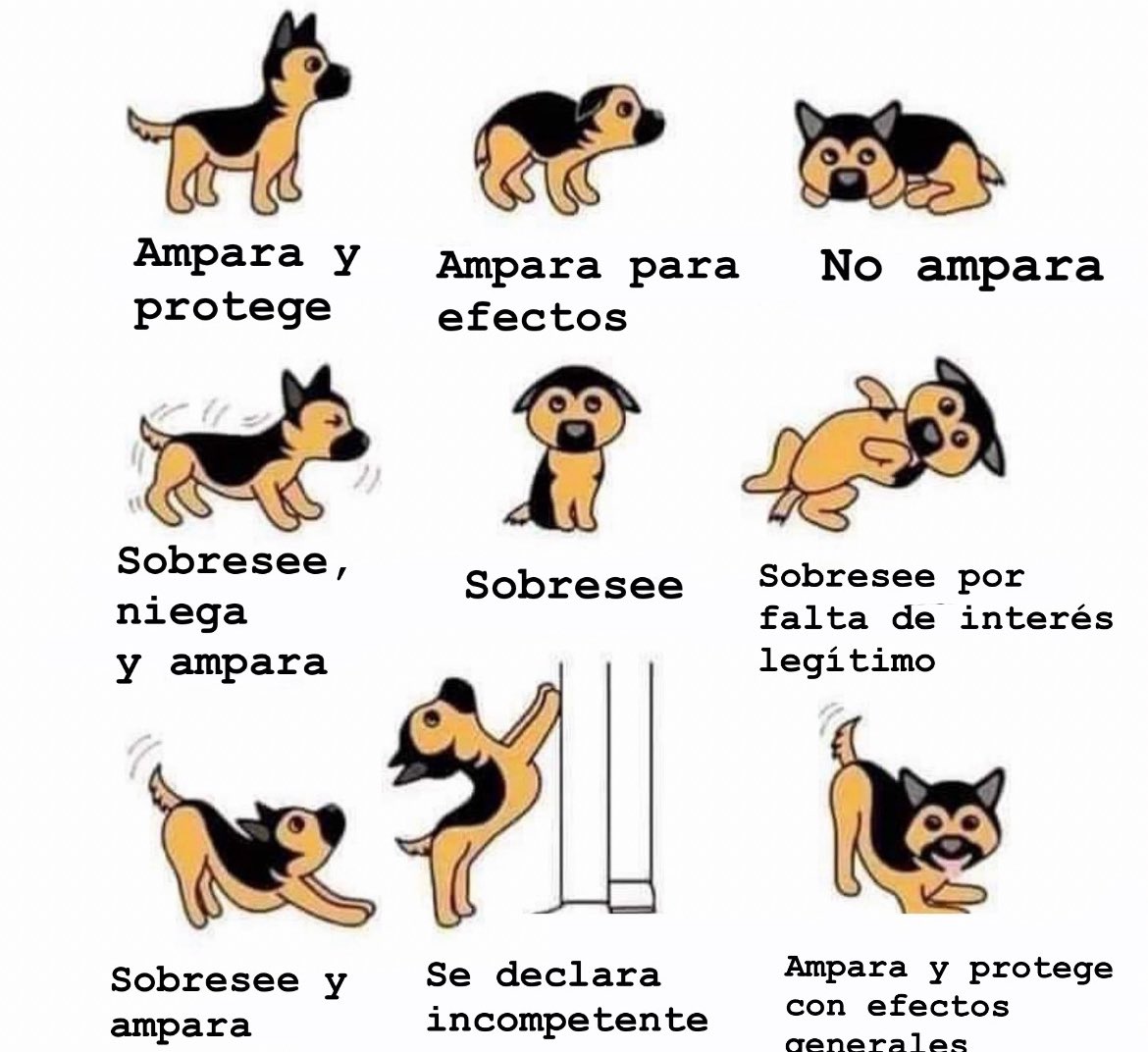 Yo: ya me tengo que apurar a sacar este término.

También yo: perritos como sentencias de amparo.