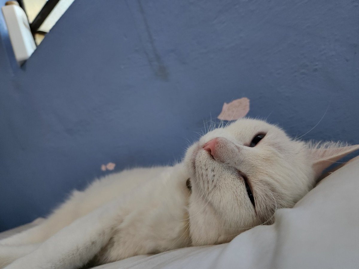 CatZen's tweet photo. @GeneralCattis Name: Yagi
Occupation: Professional Sleeper and I might be the world champion but my humans keep waking me up
Something you might not know about me: I am deaf but don't let it interfere with my profession. https://t.co/MSd3yjTqLz