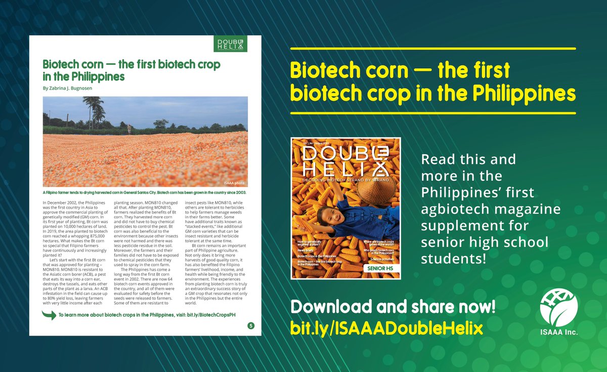 ISAAASciSpeaks's tweet photo. Did you know that biotech corn was the first commercial biotech/GM crop planted in the Philippines? Learn more in this article in Double Helix: https://t.co/GUIpB4ZHRz
#ISAAADoubleHelix #DoubleHelixMag #BiotechCropsPH #BiotechCorn #STEM https://t.co/OY3Ency0LJ