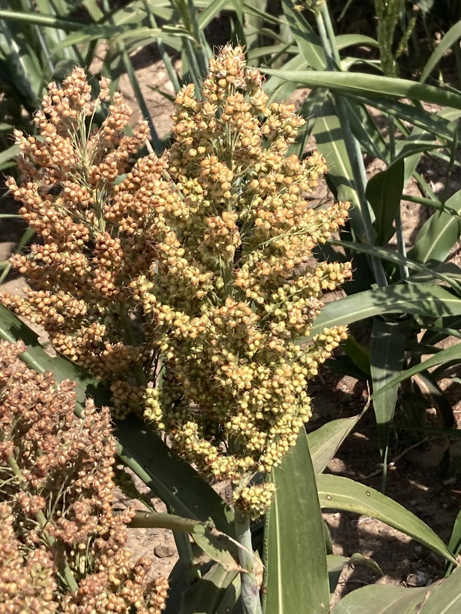 28-07 Dekalb sorghum planted in Deaf Smith County on July 1.  Looks to have awesome yield potential for an early variety.  <a href="/Asgrow_DEKALB/">DEKALB Asgrow Seed</a>