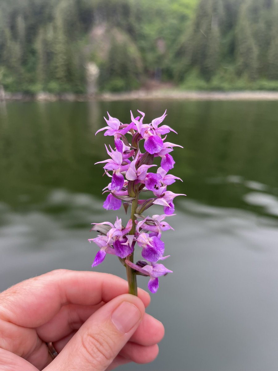 kmohatt's tweet photo. @CreauxCriqueAK This not so common orchid was found there this summer! https://t.co/BpFjAqnN3z