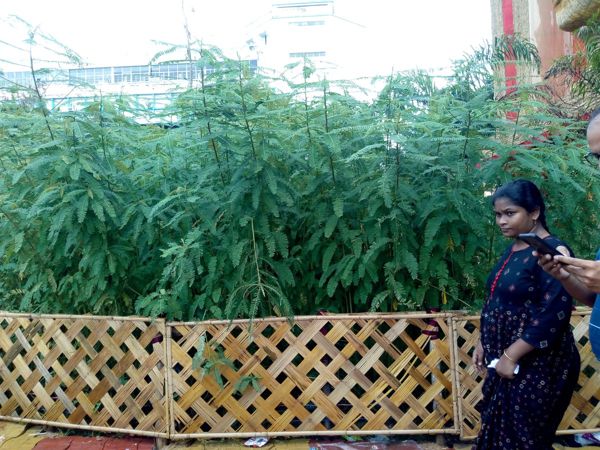 krishna_mangrov's tweet photo. I was glad to find this Sesbania bispinosa being displayed on a Kolkata Durga Puja with theme of tribal life. This is Dhanicha legume being used as green manure for the symbiotic N fixers in its root nodules #indigenous know-how #durgapuja themes https://t.co/OgzXq034S6