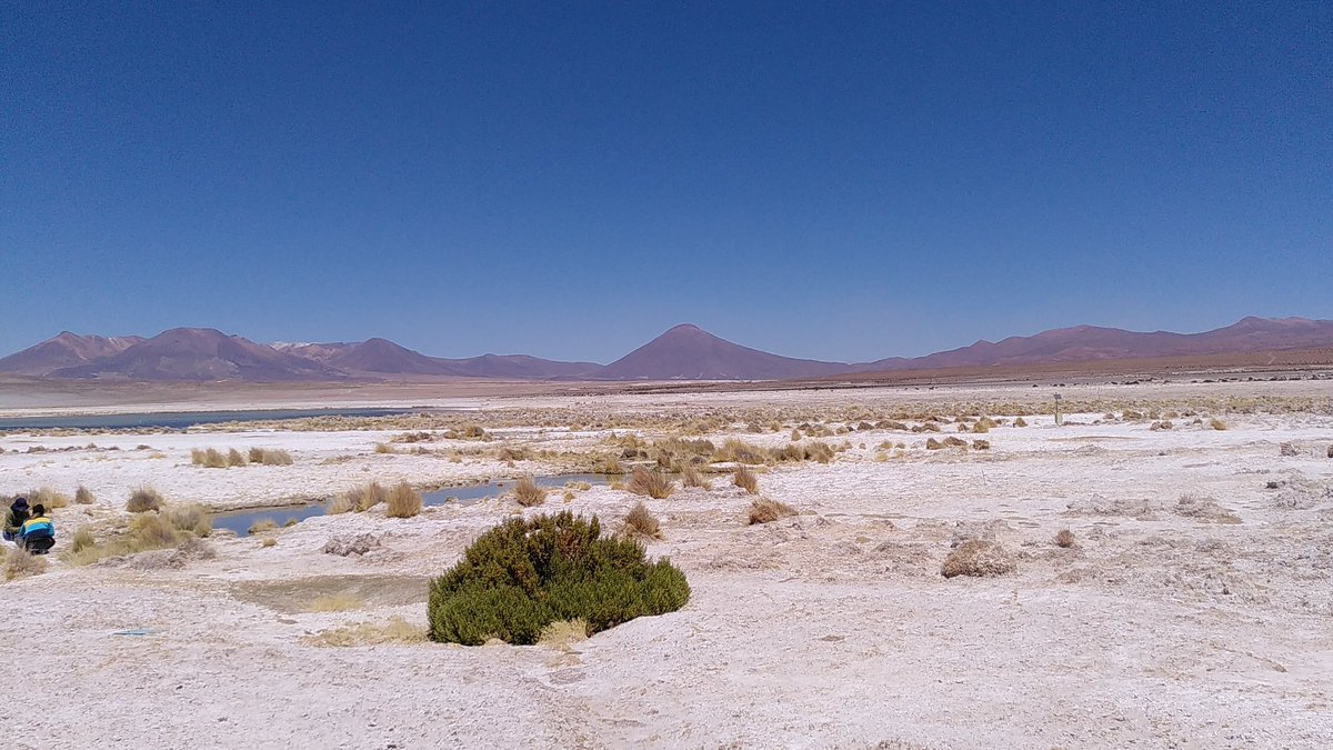 Today, we finally went sampling nematodes in the Atacama Desert - the whole team together - 4300m of altitude - a lot of fun and astonishing views! @DesertNemas @wormlab_eu @lauraivillegasr @l_pettrich @Alex_Holovachov