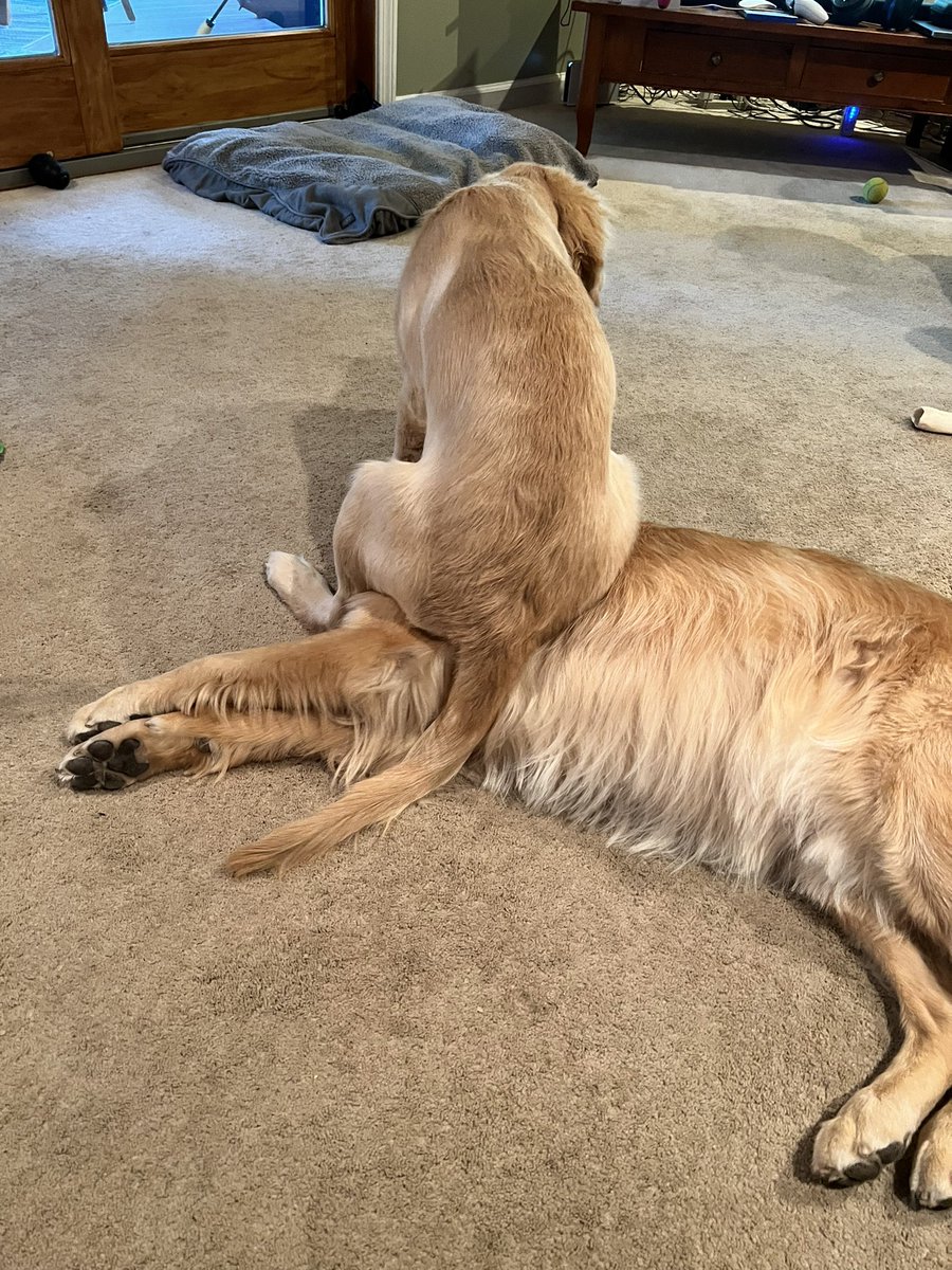 What just happened here? I lost the upper paw 🐾 #codychase #goldenretrieverpuppy #Goldenretrievers
