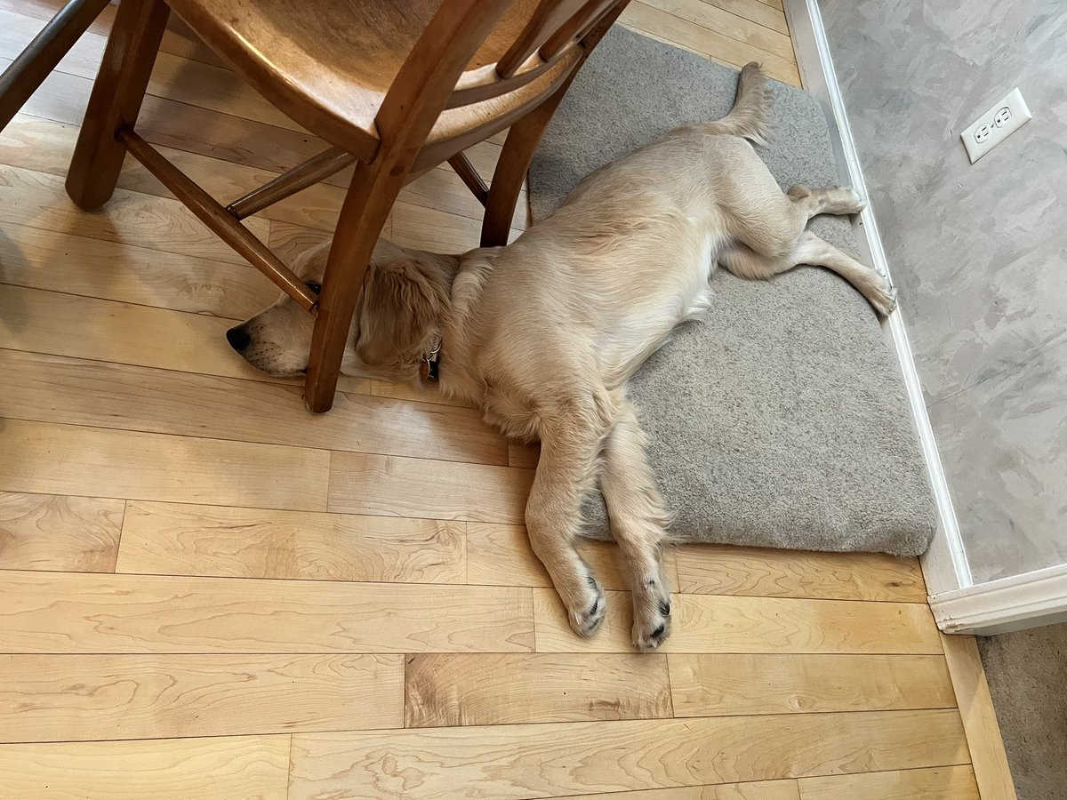 This puppy is getting bigger but still contorts himself in strange positions. #codychase #goldenretrieverpuppy #Goldenretrievers