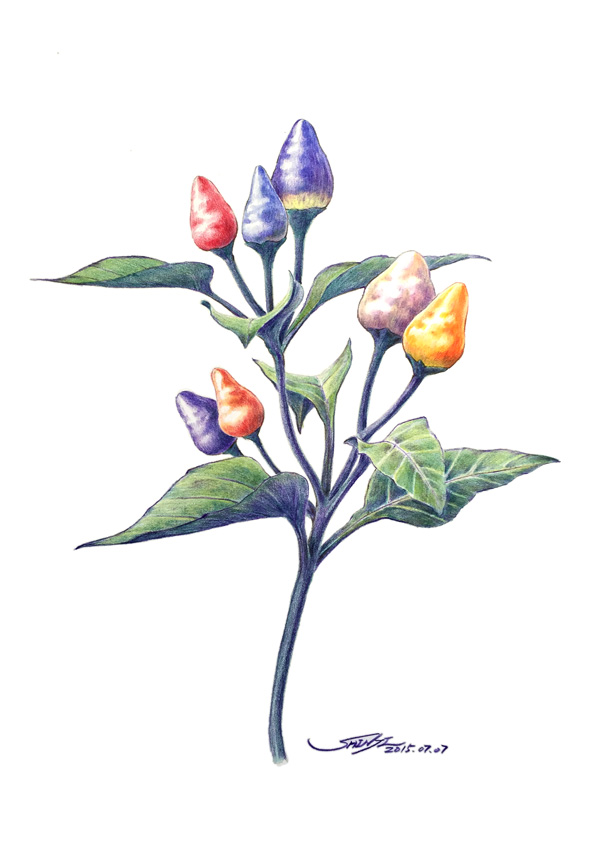 no humans simple background signature white background leaf flower purple flower  illustration images