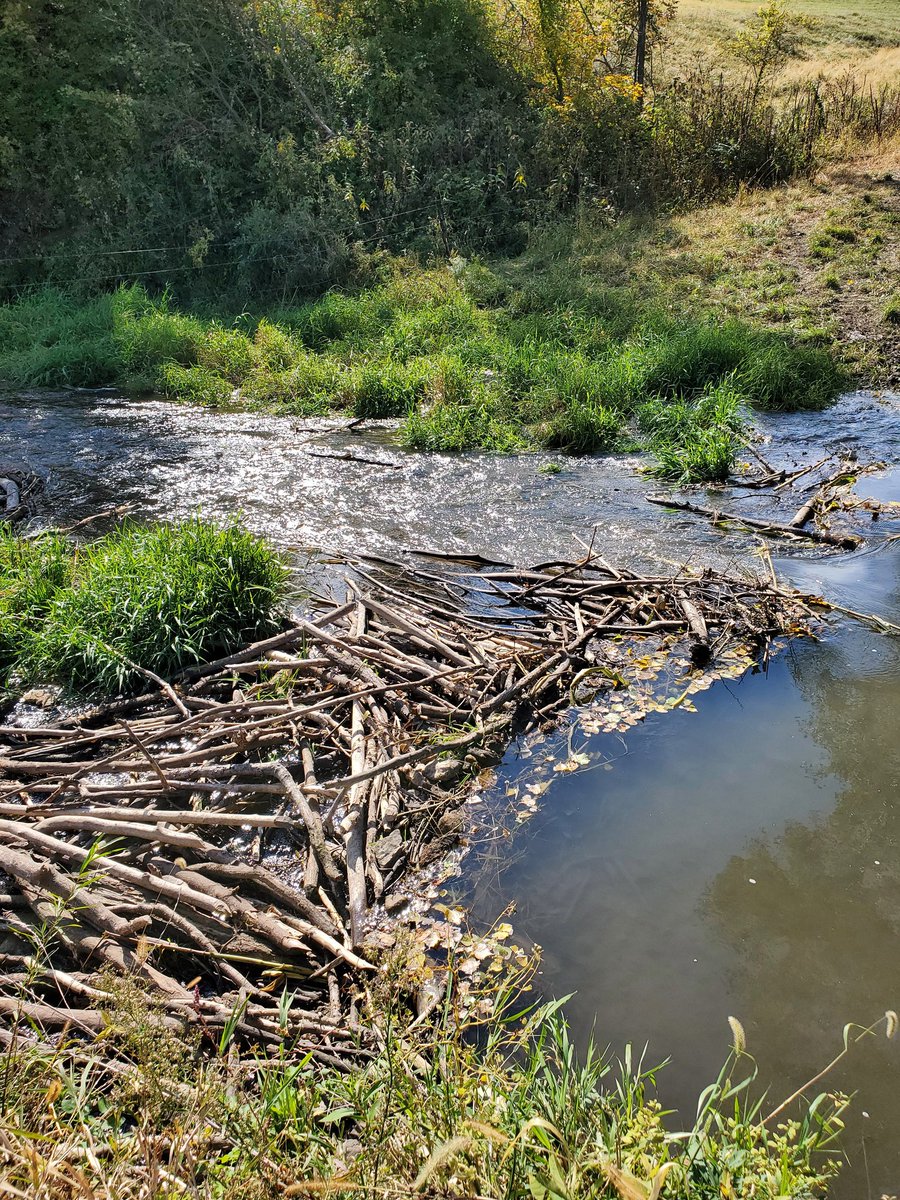 MidwestLandGuy's tweet photo. When beavers create dams, flooding can result in large areas with deep standing water where once only shallow, slow-moving water existed. #beaver #damage #nuisanceanimals #landmanagement #MidwestLandGuy https://t.co/O6PupudrM9