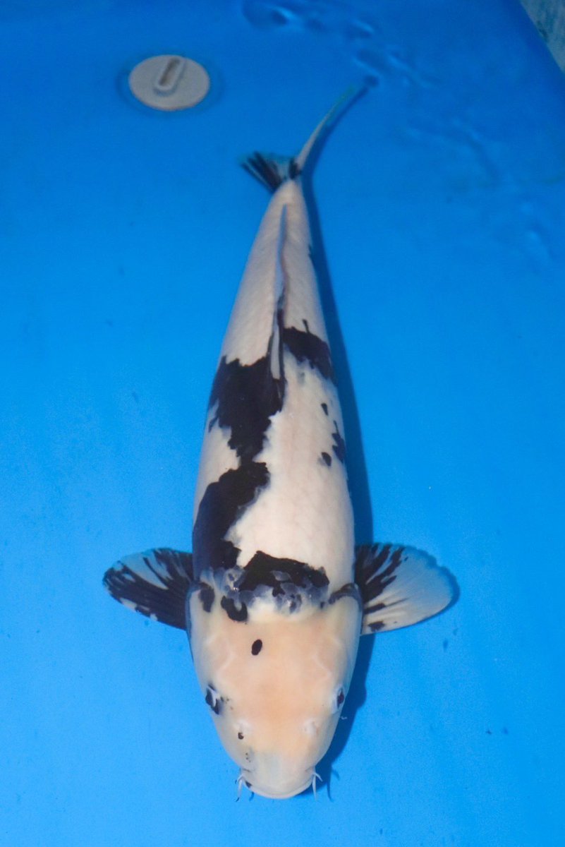 本日よりヤフオク出品します✨
急に涼しくなりましたね！
体調管理に気をつけていかなくては
いけませんね。
また、ちょこちょこヤフオク出品していきますので宜しくお願いします☺️