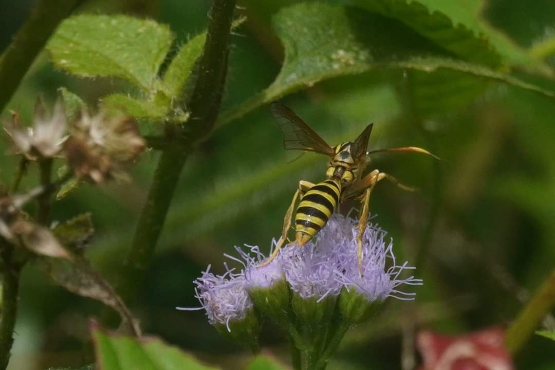 Refugiolongomai's tweet photo. Las flores de Santa Lucía son un manjar para los insectos.

#insect #insecto #longomai #costarica #longomaicr https://t.co/YlEOG2NK3O