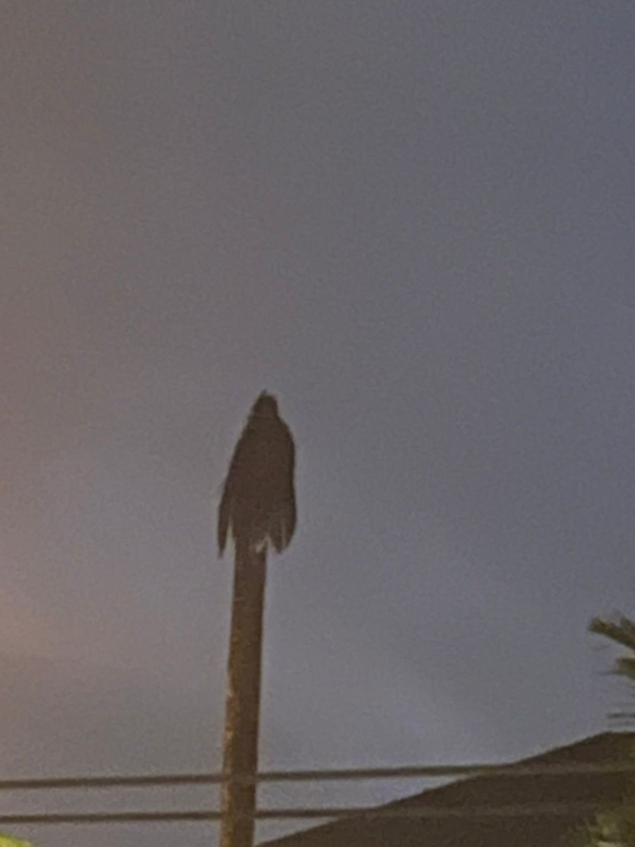RaynRayyan's tweet photo. My lil brother got spooked last night thinking he saw a ghost outside our house, apparently it was a dead tree 💀💀 https://t.co/4bFHxQ64XC