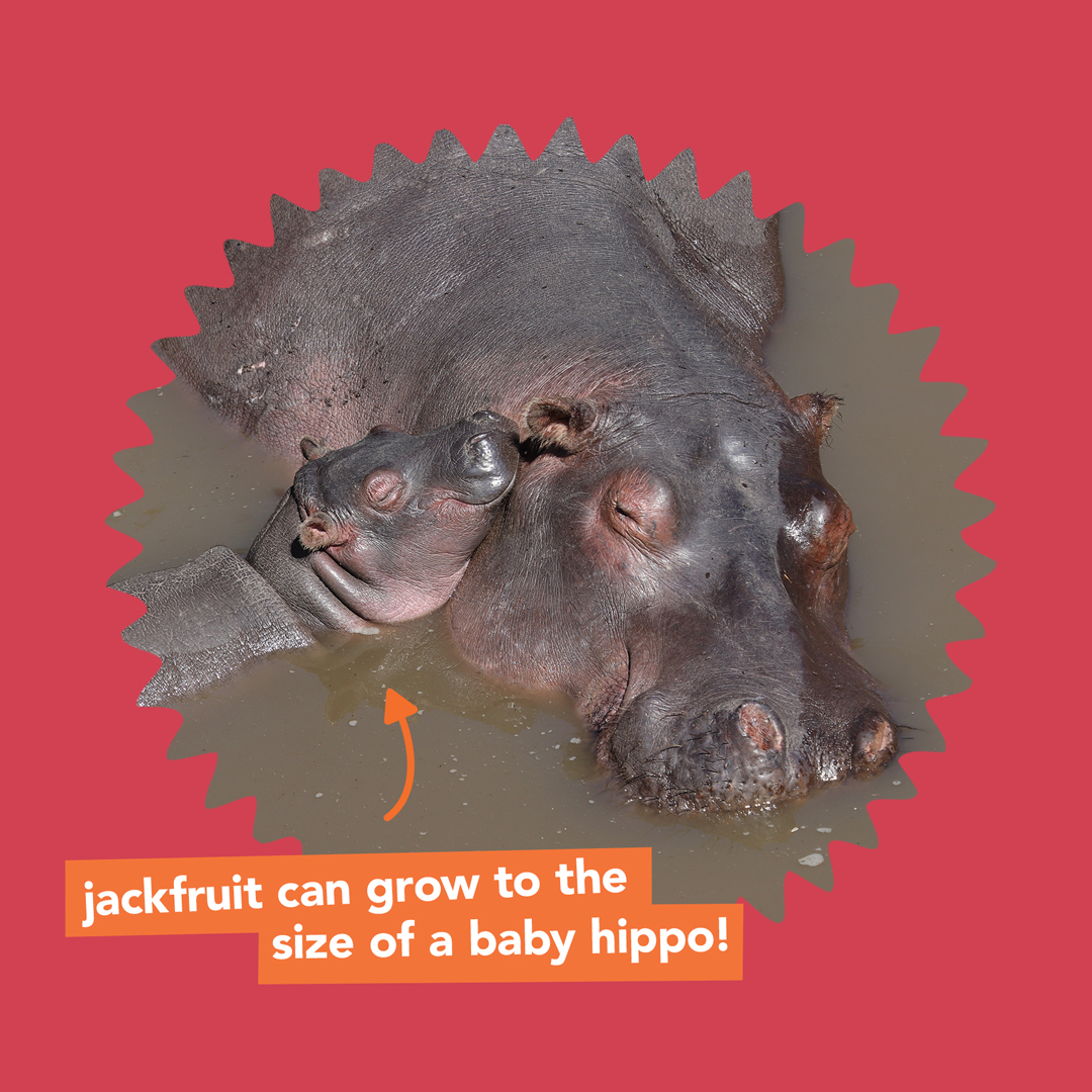 The Jackfruit Co. tweet media