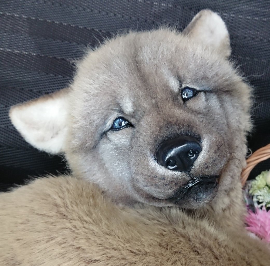 おおかみさん Ookamishop Wolf Twitter