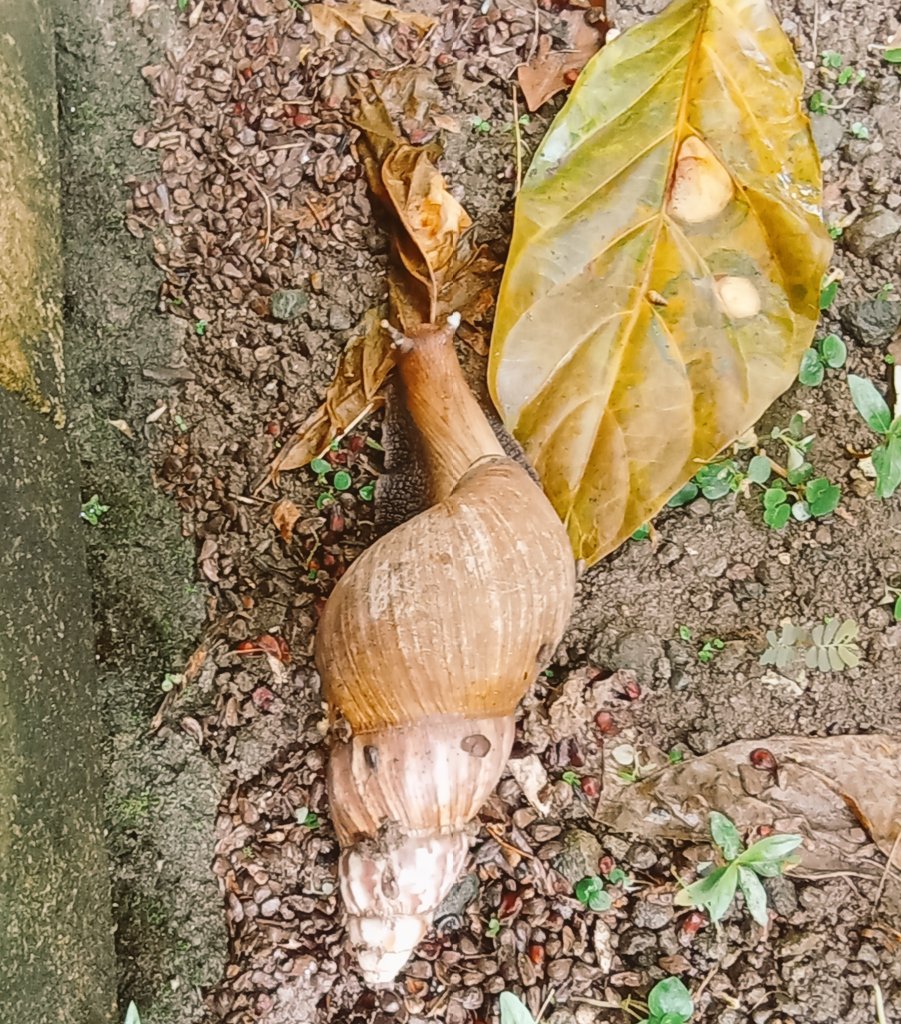 shelikes_spooky's tweet photo. Look at my Big Boi eating fallen leaves and making the tropical rainy season look autumnal 🍂🐌😍.
#tropigoth
#gals
#lissachatinafulica
#hallowhimsy
#whimsytober https://t.co/mNEAwxsDQ3