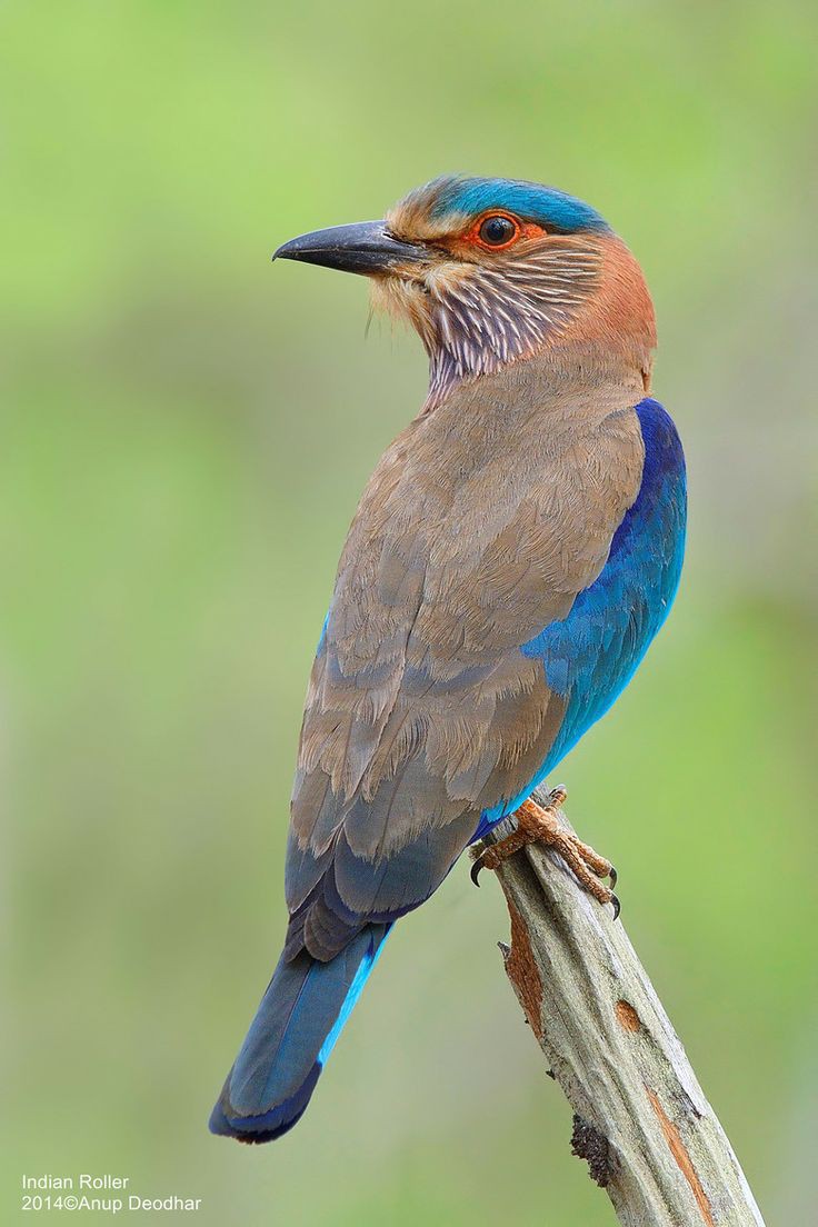 Rubymisra6's tweet image. न तू धर्मोपसंहारम
 धर्मफलसंहितम्।
तदेव फलमंवेति
धर्मशास्त्र धर्मनाशन:..

 शुभ विजयदशमी,,
आप सभी को हार्दिक शुभकामनायें

जय श्री राम 🚩
शुभप्रभात 🪷