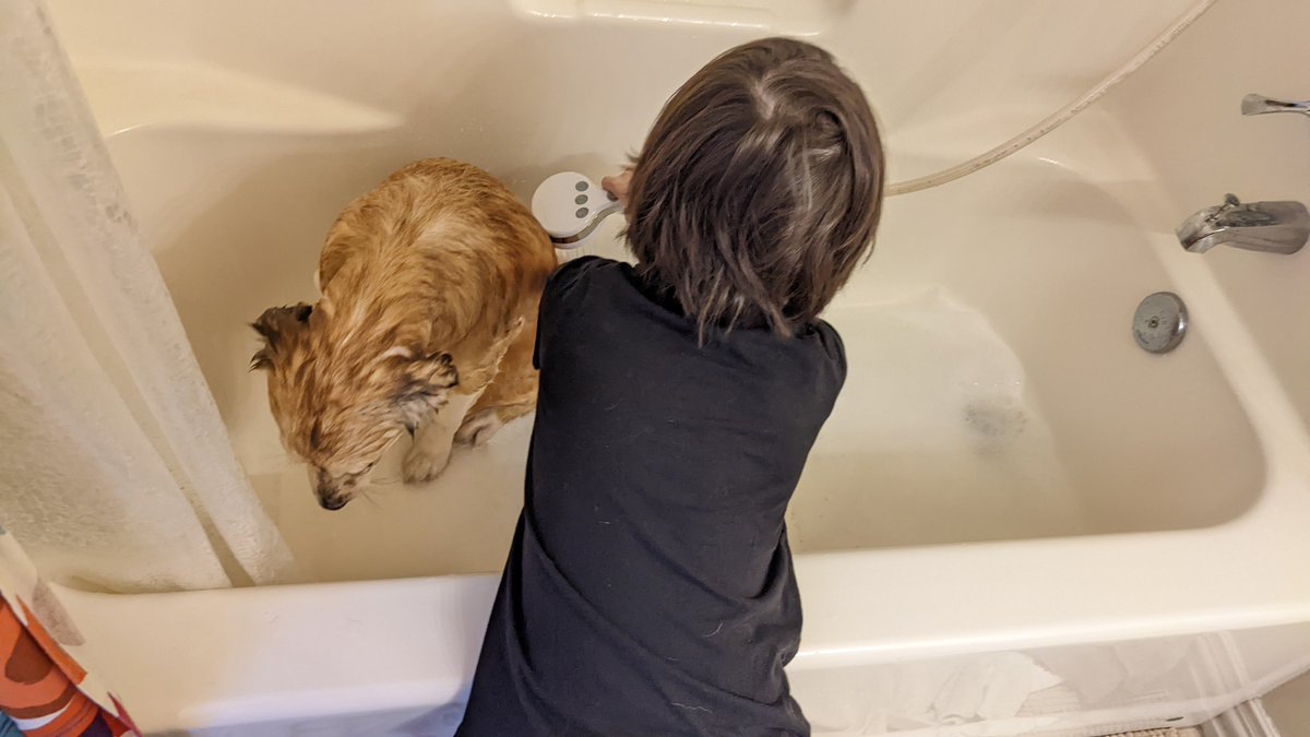 yayoijce's tweet photo. お風呂嫌いですが頑張って耐えてます。
#保護犬 #ミックス犬 #犬好き #犬との暮らし https://t.co/gxXkoGEgTq