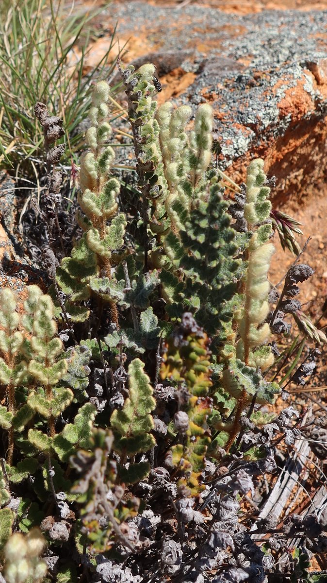AngryWagtails's tweet photo. And loads of lovely Cheilanthes lasiophylla making for a fantastic fernery tracing the outlines of the rock slabs after some very good rains #Ferntastic #OzPlants https://t.co/spjUYuz8Go