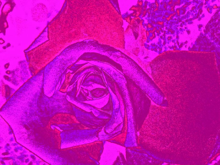 Featured Art of the Day: "Pink Edge Rose". Buy it at: ArtPal.com/JD1?i=128036-2