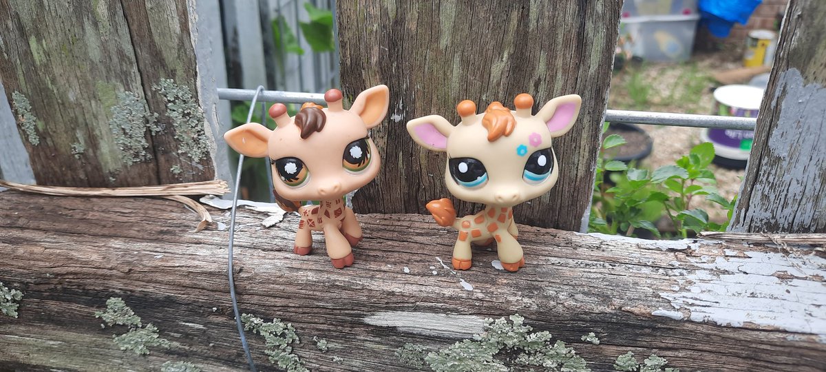 lps_moonlight's tweet photo. Littlest Pet Shop - Giraffe's #902 #2222
#littlestpetshop #lps #lpscollector #lpscollection #giraffe https://t.co/LGv0JllpCw