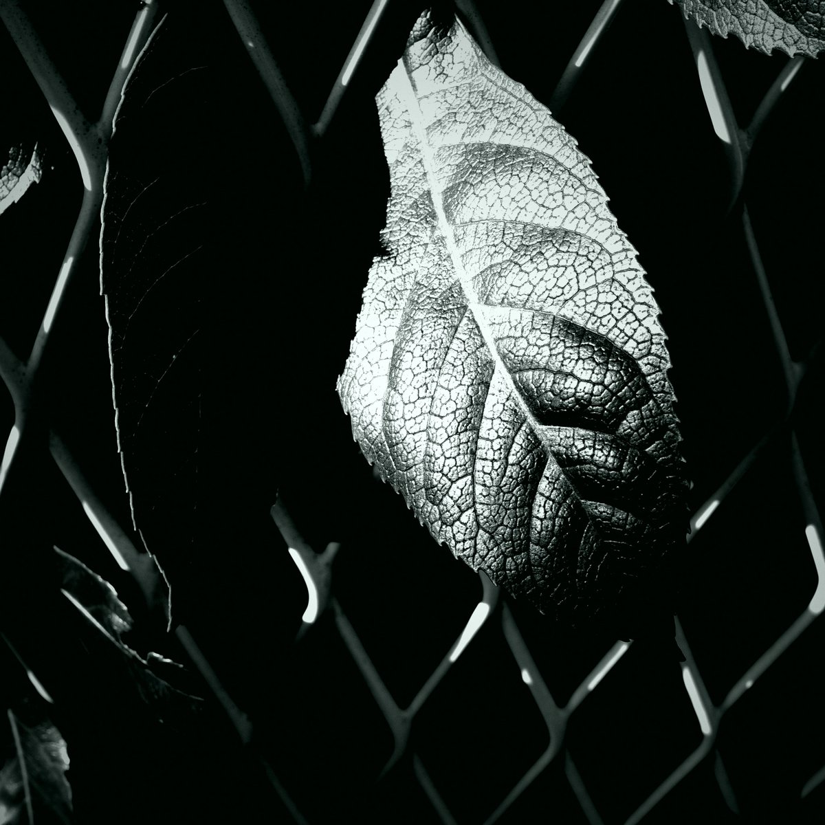 uvMK01GeS8alhLn's tweet photo. 昨日の白黒写真
#Autumnleaves
#bwgrsnaps
#monochromegrsnaps
#grsnapsyokohama
#ricohgr3
#gr_club https://t.co/1k4O6MR57x