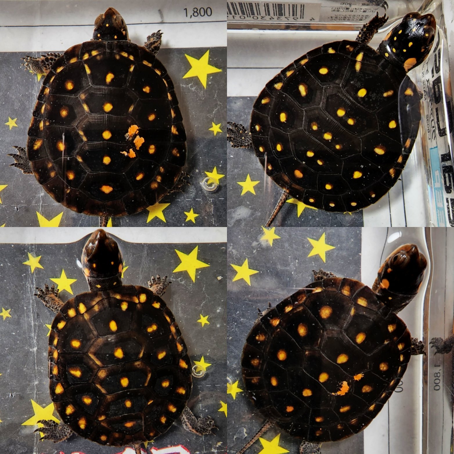 キボシイシガメ Twitter Search Twitter