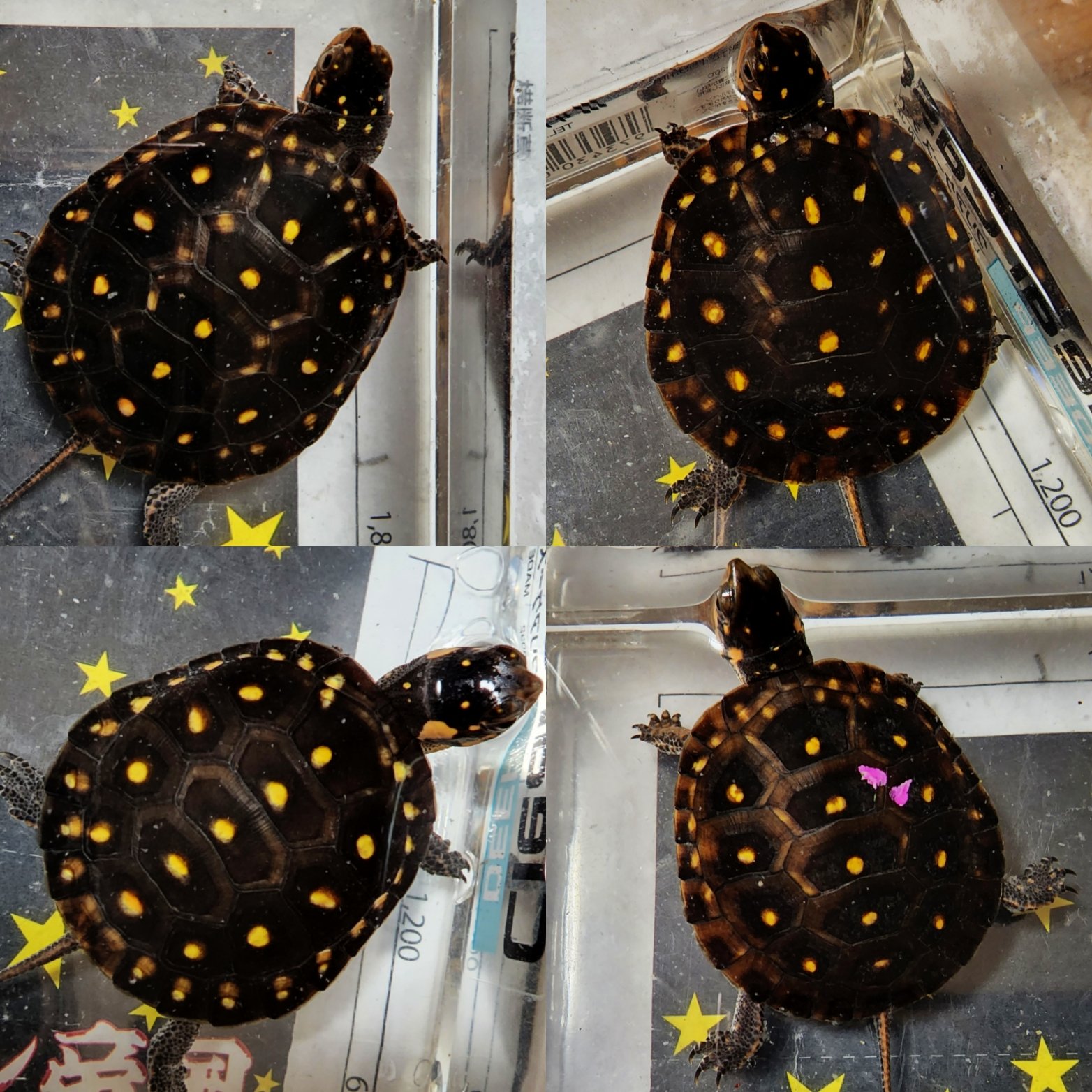 キボシ帝国 Spottedturtle Empire Spotted Empire Twitter