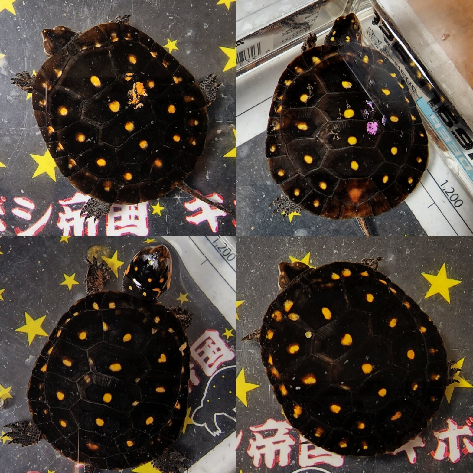 キボシ帝国 Spottedturtle Empire Spotted Empire Twitter