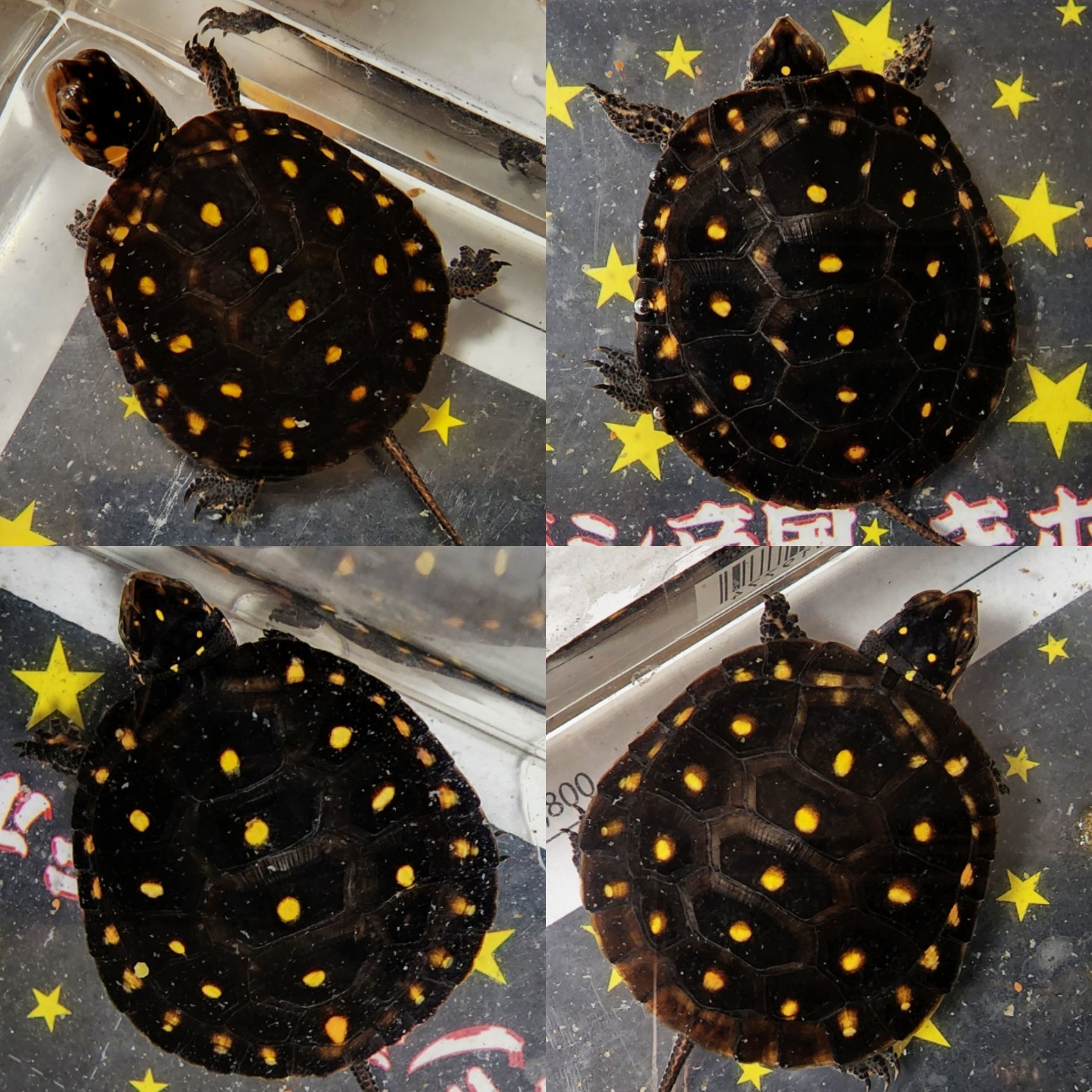 キボシ帝国 Spottedturtle Empire Spotted Empire Twitter