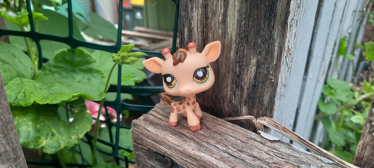 lps_moonlight's tweet photo. Littlest Pet Shop - Giraffe #902

#littlestpetshop #lps #lpscollector #lpscollection #giraffe https://t.co/u784YhsYEg