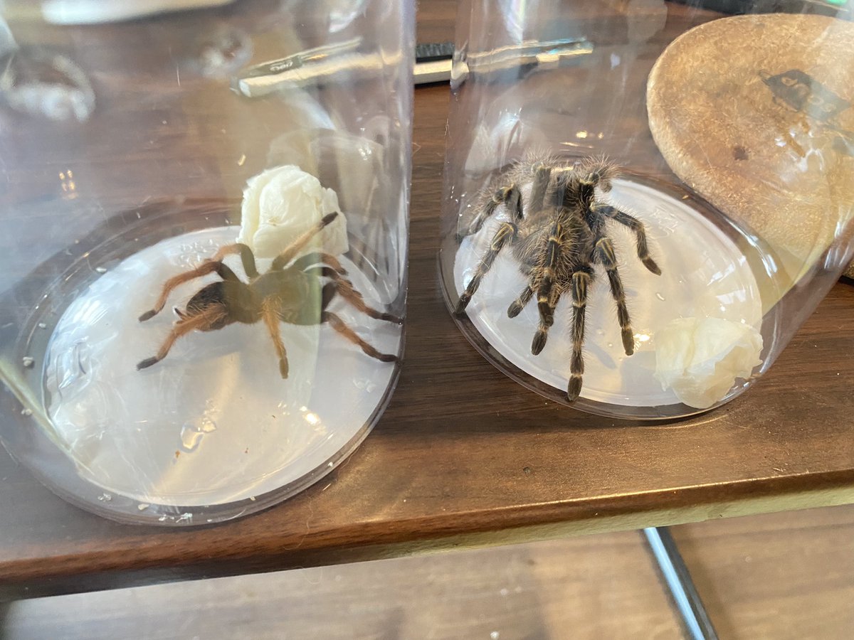 SnowMooNFK's tweet photo. 家族どんどん増えてる��
#tarantula
#蜘蛛
＃爬虫類好きさんと繋がりたい https://t.co/kyI4bKKaIe