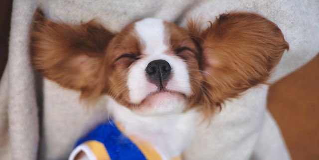 mcytmod's tweet image. Hi mods!!
Goodnight &amp;lt;3 
I will from now on be tweeting at around 6pm est each day (hopefully)

I hope you have an amazing day tomorrow! I know life can be hard so take it one small step at a time. You got this &amp;lt;33

have some cute dogs!!