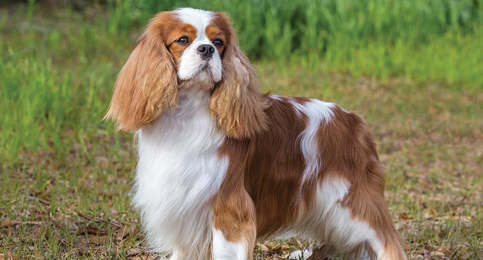 mcytmod's tweet image. Hi mods!!
Goodnight &amp;lt;3 
I will from now on be tweeting at around 6pm est each day (hopefully)

I hope you have an amazing day tomorrow! I know life can be hard so take it one small step at a time. You got this &amp;lt;33

have some cute dogs!!