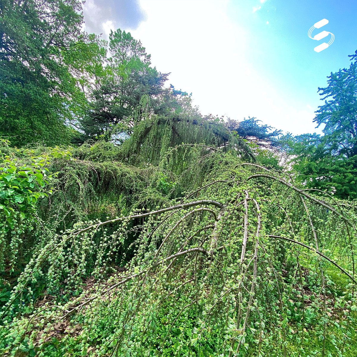 patchymate tweet media