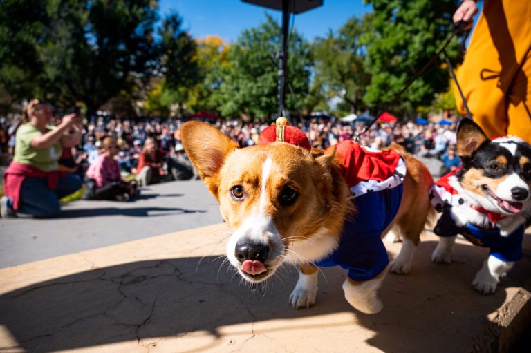 CSUCollegian's tweet photo. L&amp;C: The eighth annual Tour de Corgi took place Oct. 1 in Fort Collins. As an addition to the Camp Corgi theme, special costume categories were added to celebrate Queen Elizabeth II and her love for corgis.

@allie_seibel_ 
#CSUCollegian 

https://t.co/qGShpA48NB https://t.co/sPaQbqWR6p