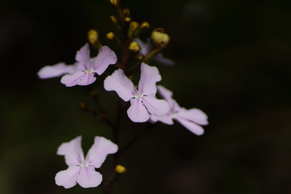lost_in_botany's tweet photo. #Stylidium affine truely is the queen of #Triggerplants! Many plants full of flowers in this reserve! #Stylidiaceae https://t.co/aW2JPER2jC
