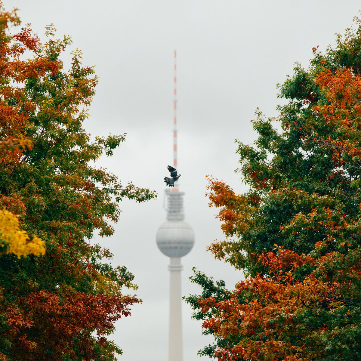 Einen ganzen Tag die niederländische Delegation im herbstlichen Berlin begleitet.